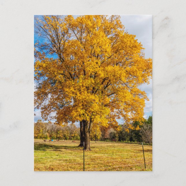 Carte postale d'érable jaune d'automne (Devant)