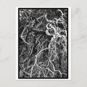 Carte postale déracinée