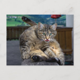 Carte Postale Dérangé lors du nettoyage