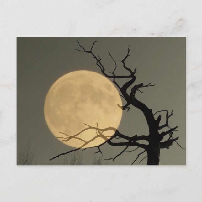 Carte Postale Derrière - pleine lune derrière le collage des arb (Devant)