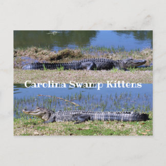 Carte postale des Alligators américains