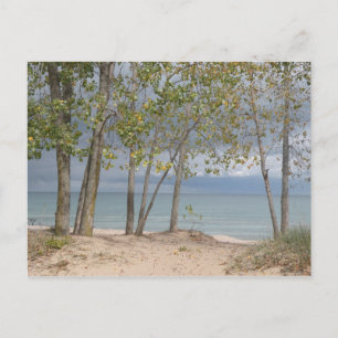 Carte postale des arbres de plage