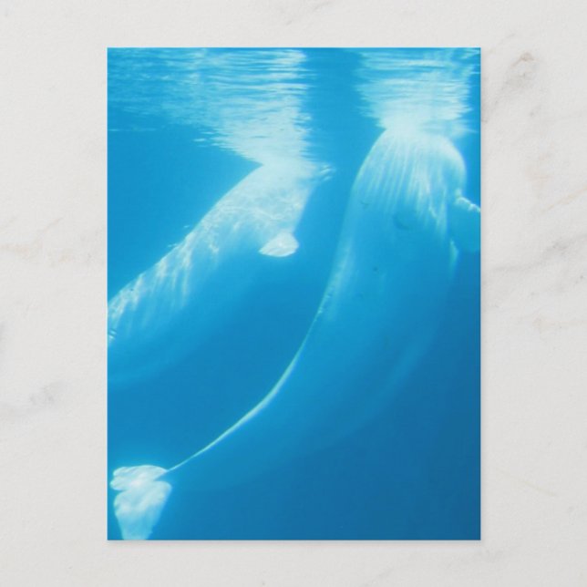 Carte postale des baleines de Beluga (Devant)