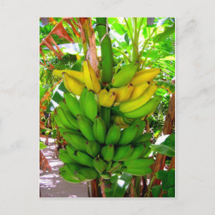 CARTE POSTALE DES BANANES SAUVAGES !