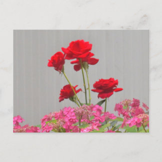 Carte Postale Des Boutons roses Éclatant Des Casquettes De Dente