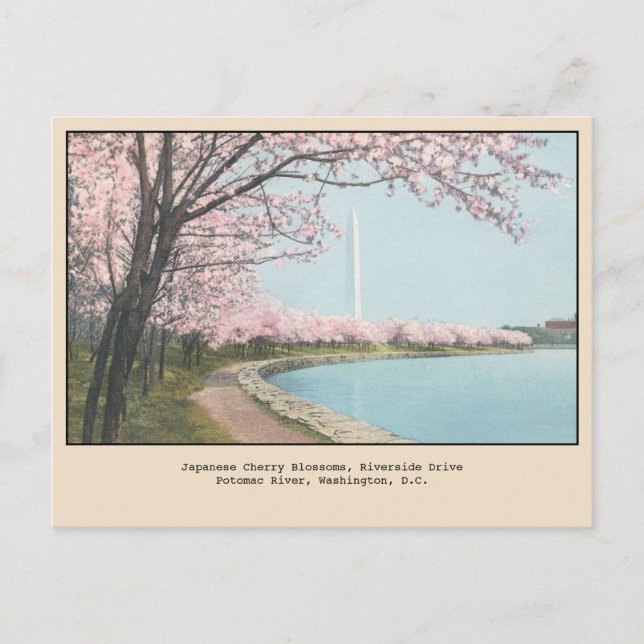 Carte postale des cerisiers en fleurs de Washingto (Devant)