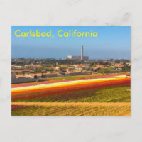 Carte postale des champs de fleurs