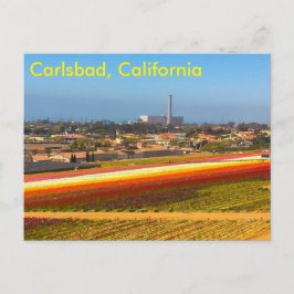 Carte postale des champs de fleurs