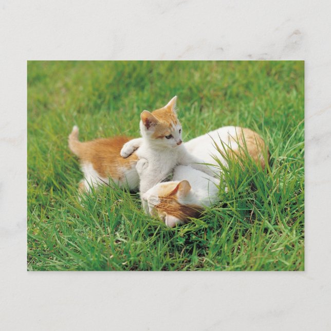 Carte Postale Des chattes joueuses (Devant)