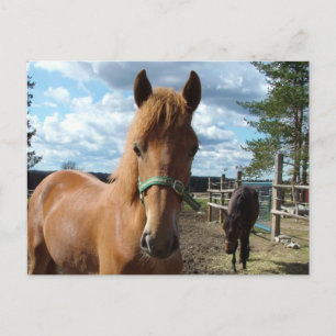 Carte postale des chevaux