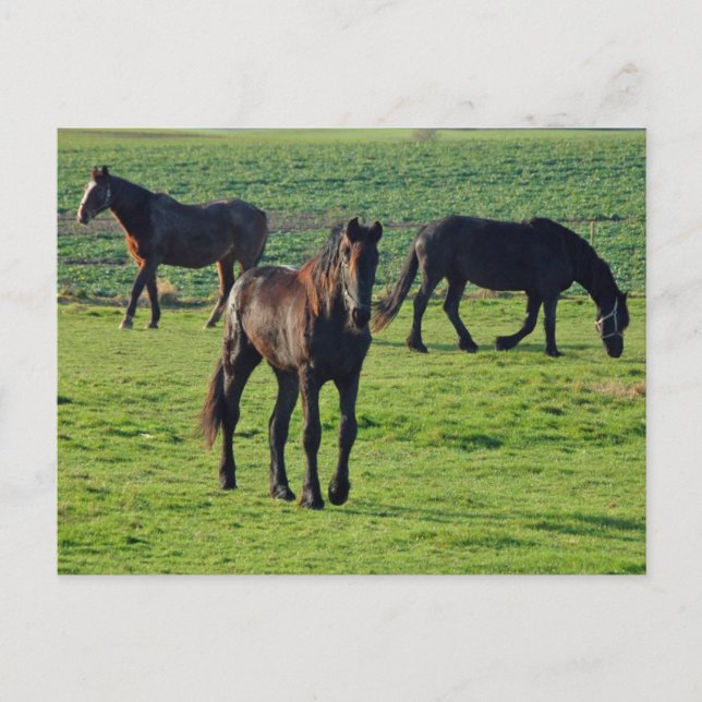 Carte postale des chevaux (Devant)