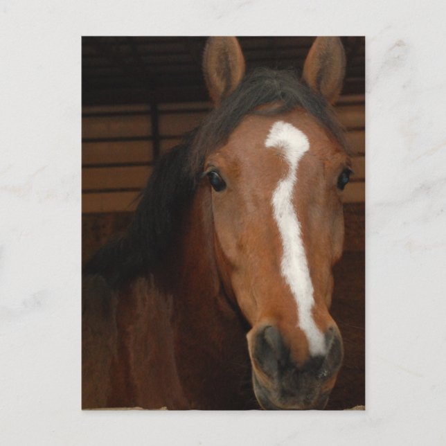 Carte postale des chevaux arabes (Devant)