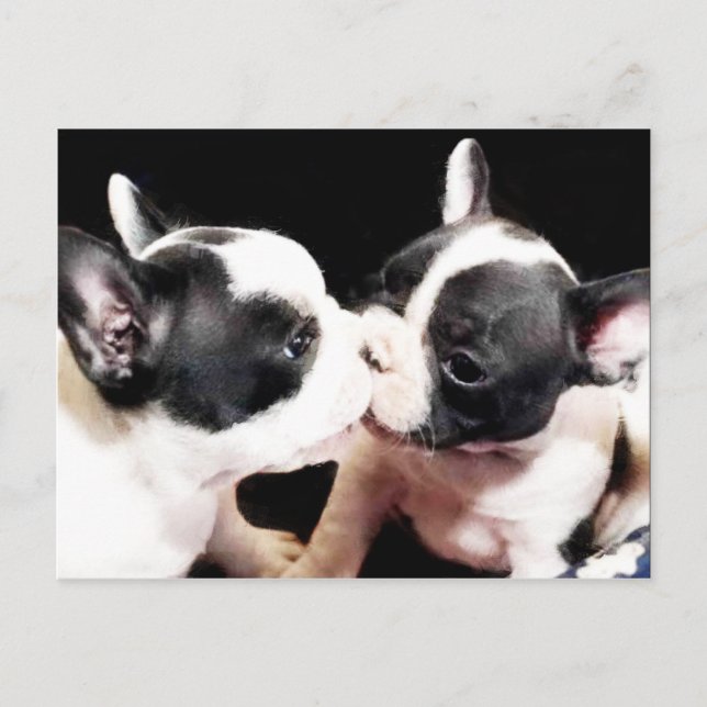 Carte postale des chiots de bulldog français (Devant)