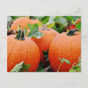 Carte Postale Des Citrouilles colorés !