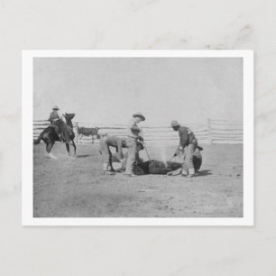 Carte Postale Des cowboys brandissant une photo de veauDakota du