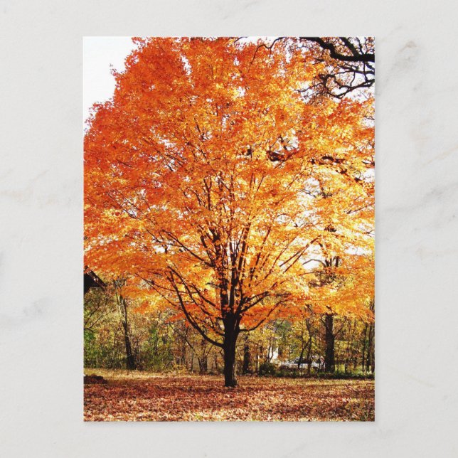 Carte postale des Feuilles de l'arbre d'automne de (Devant)