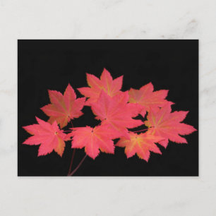 Carte Postale Des Feuilles d'érable colorés...