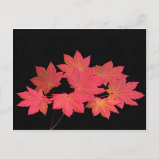 Carte Postale Des Feuilles d'érable colorés...