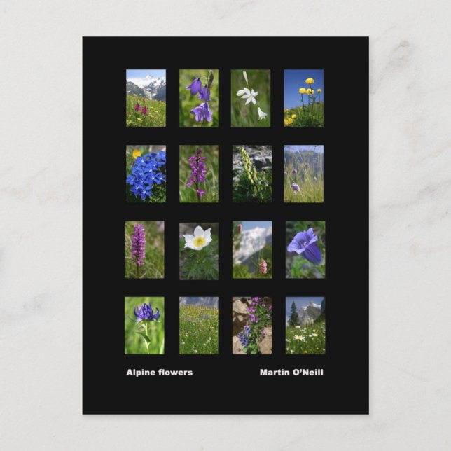 Carte postale des fleurs alpines (Devant)