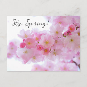 Carte postale des fleurs de cerisier