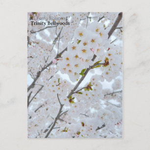 Carte postale des fleurs de cerisiers dans Trinity