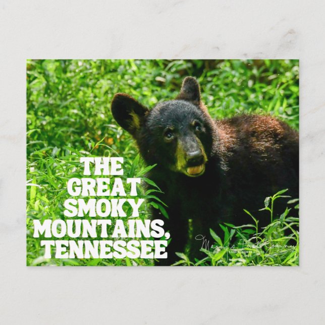 Carte postale des Great Smoky Mountains National F (Devant)