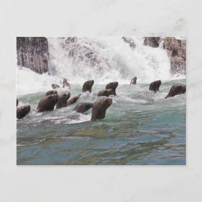 Carte Postale Des lions de mer attirés dans l'eau pour regarder (Devant)