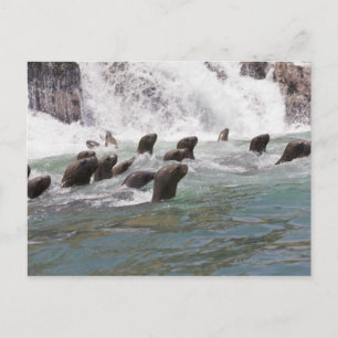 Carte Postale Des lions de mer attirés dans l'eau pour regarder