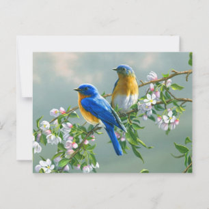Carte postale des merles bleus