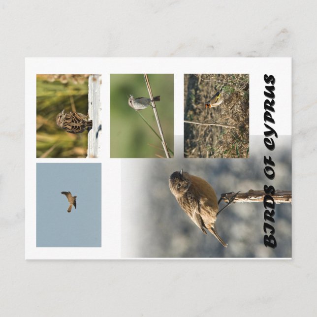 carte postale des oiseaux de chypre (Devant)