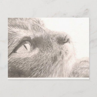 Carte Postale Des pattes pour la pensée