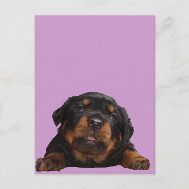 Carte Postale Des pattes pour la pensée (Devant)