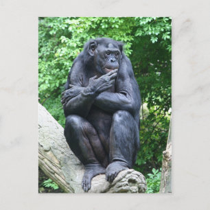 Carte Postale Des pensées profondes