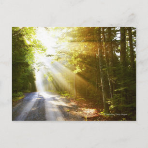Carte Postale Des poutres de soleil traversent la forêt dans le