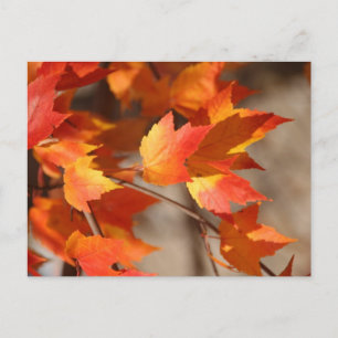Carte postale des rouges qui tombent