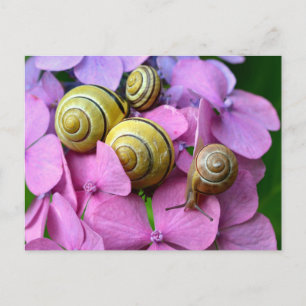 Carte Postale Des snails de Pink Flowers