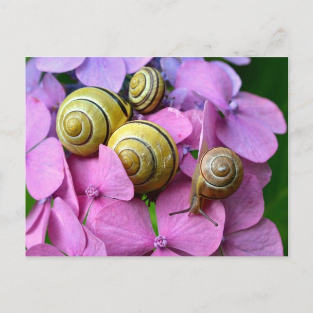 Carte Postale Des snails de Pink Flowers (Devant)