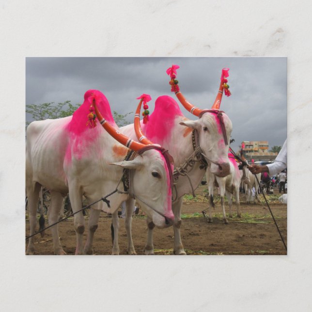 Carte Postale Des taureaux sur un marché de bétail dans l'Inde r (Devant)
