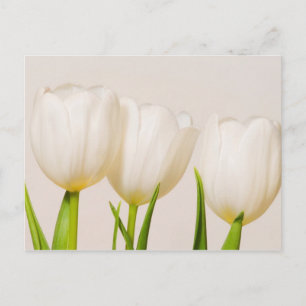 Carte Postale Des tulipes blanches contre un arrière - plan blan