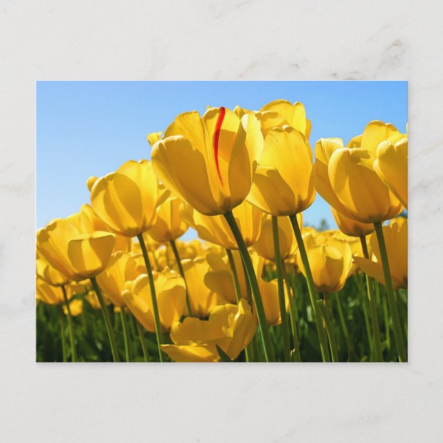 carte postale des tulipes jaunes (Devant)