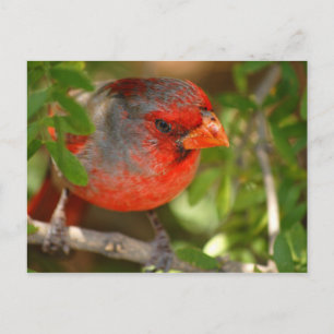 Carte Postale Desert Cardinal