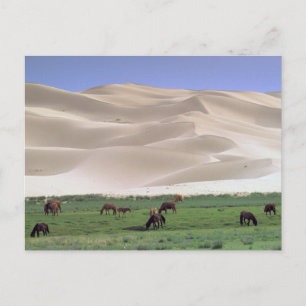 Carte Postale Désert de Gobi   Chevaux sauvages
