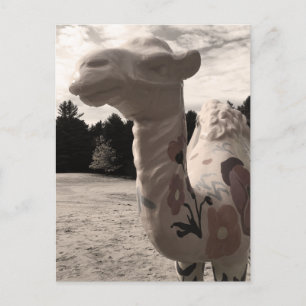 Carte Postale désert de maine