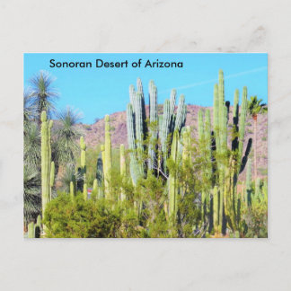 Carte Postale Désert de Sonoran en Arizona