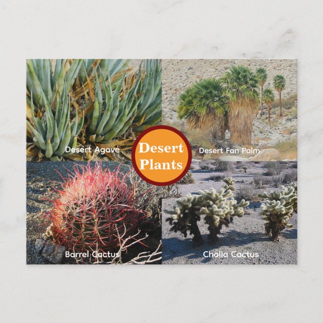 Carte Postale Desert Plants Postcard (Devant)