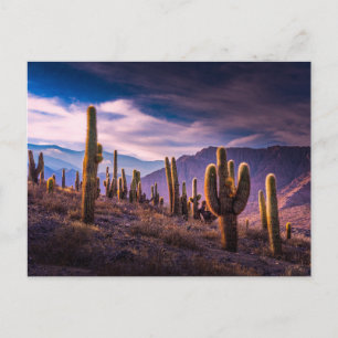 Carte Postale Déserts   Paysage de cactus Argentine