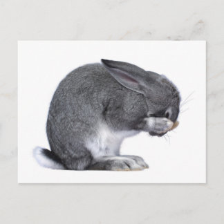 Carte Postale Désespoir du lapin