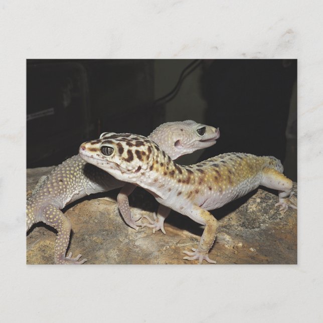 Carte Postale Design de gecko Leopard pour tous les amateurs de  (Devant)