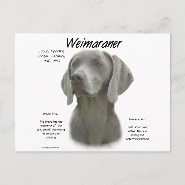 Carte Postale Design historique Weimaraner (Devant)