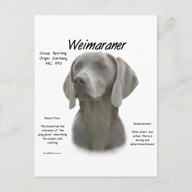 Carte Postale Design historique Weimaraner (Devant)